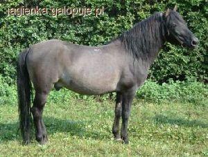 Koniki polski