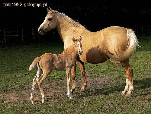 Palomino