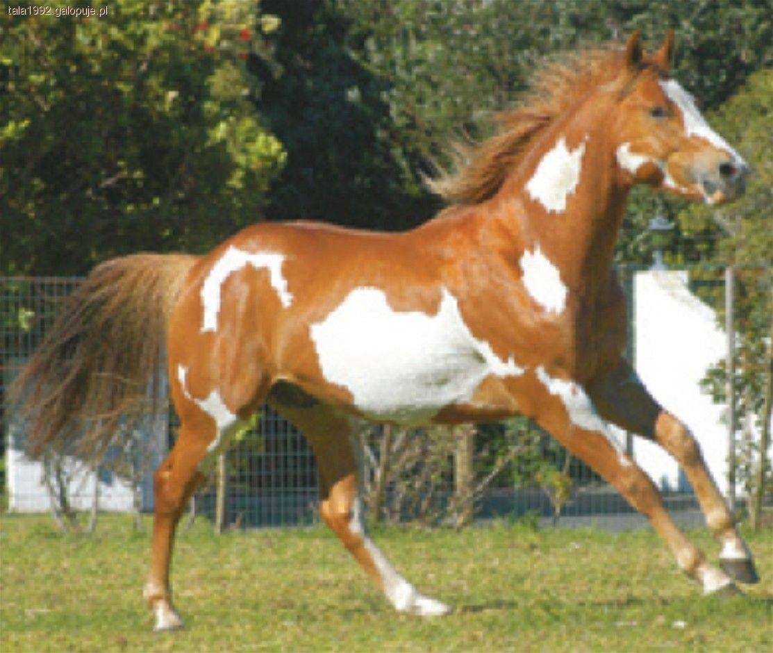 Koń Paint Horse, Quarter Horse