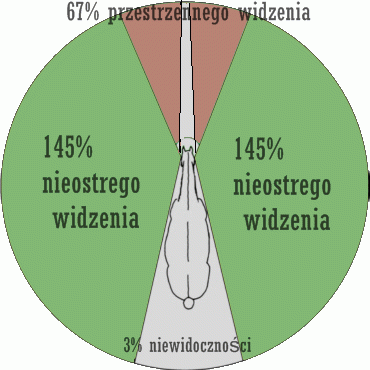 Co zrobić gdy koń boi się wszystkiego ?