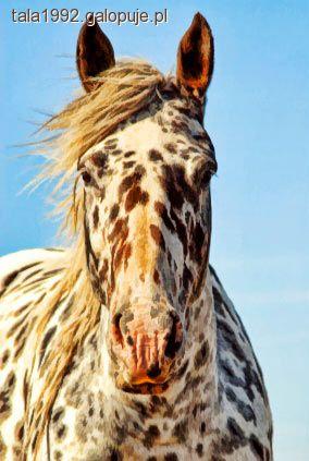 Koń Appaloosa