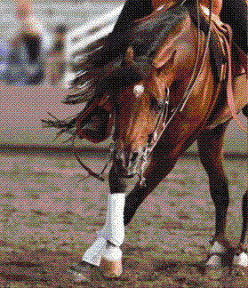 Superhorse