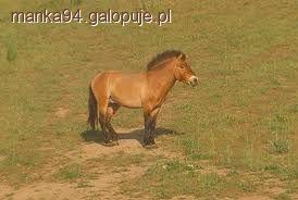 Koń Przewalskiego - Koń Przewalski