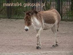 Kiang