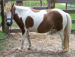 Falabella - Kuc Falabella