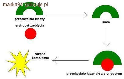 Izoerytroliza u nowonarodzonych źrebiąt