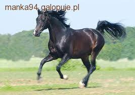 Galop konia