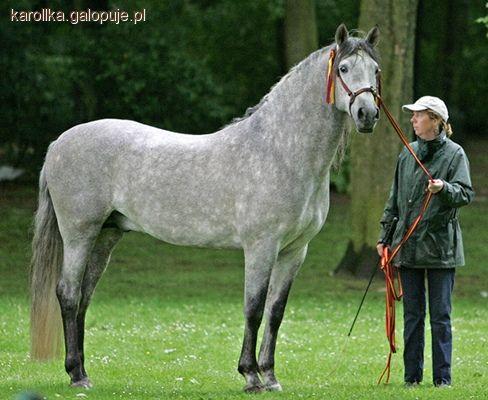 Koń Cartujano