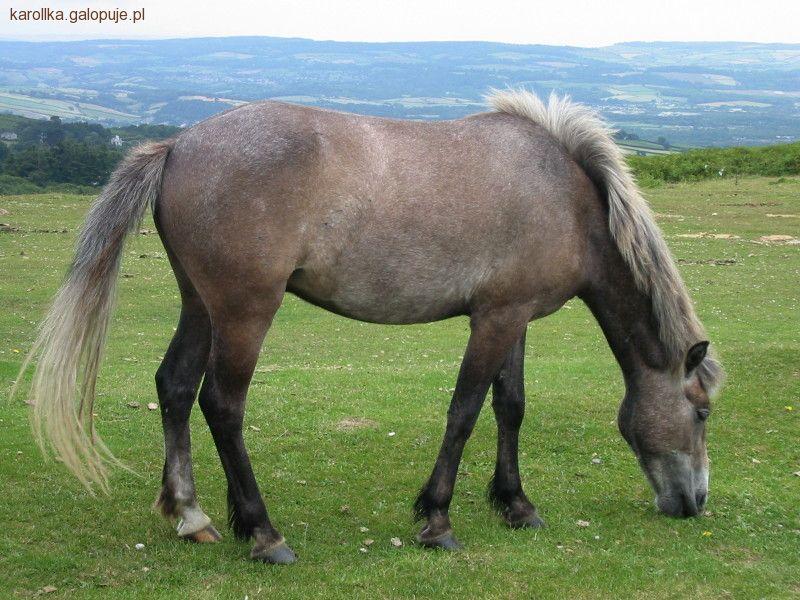 Kuc Dartmoor