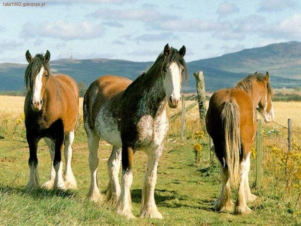 Koń Clydesdale