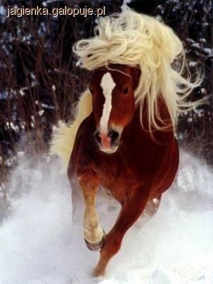 Rasa koni Haflinger - konie Haflinger