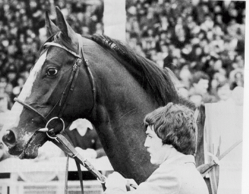 Shergar - koń, który zawojował świat