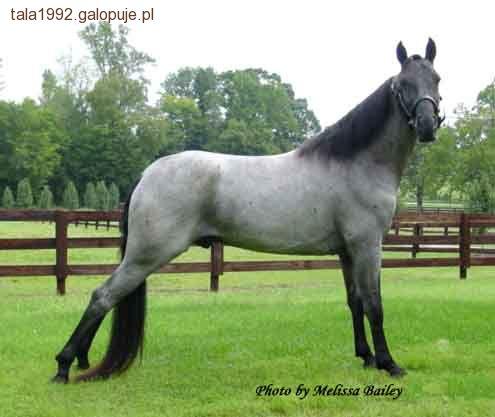 Tennessee Walking Horse