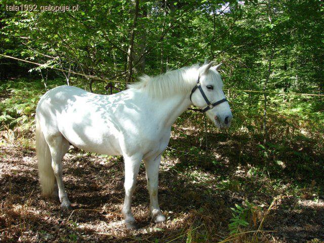 rasy koni- camargue