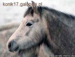Koń jakucki, konie rosyjskie