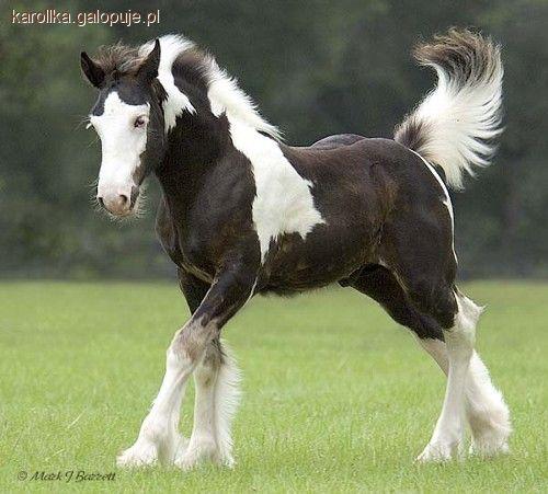 Clydesdale