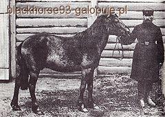 Tarpany w Polsce - konie zapomiane 
