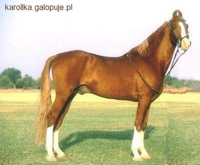 Kathiawari - koń z 