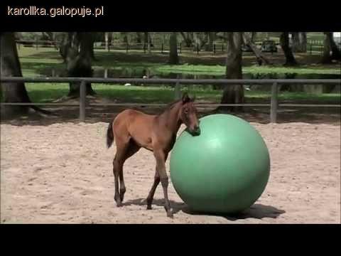 Trening młodego konia cz. II