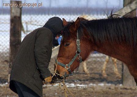Shadow (Piorun) w Rancho Rumak