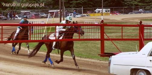 Standard wśród kłusaków - Standardbred