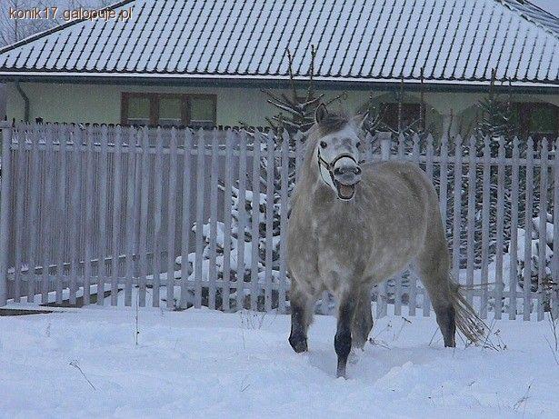 Konik polski