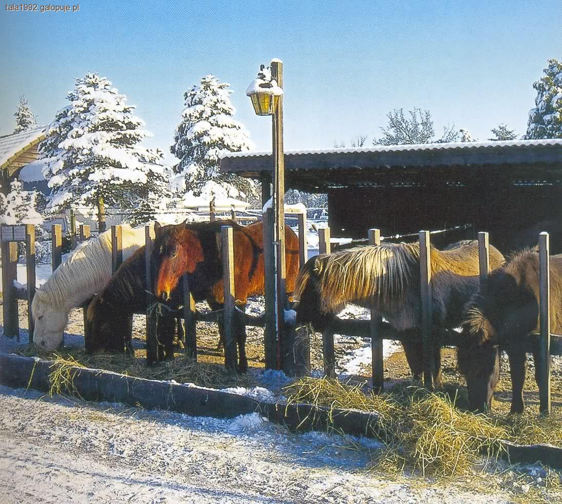 Chów bezstajenny (otwarty)