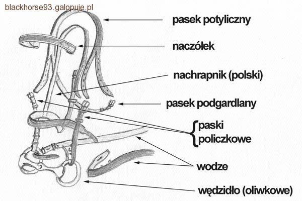 Ogłowie bez tajemnic!
