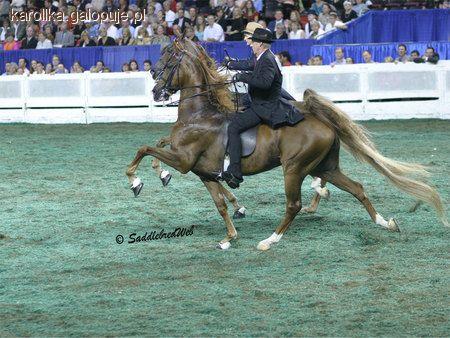 American Saddlebread horse