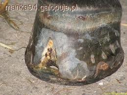 Nagwożdzenie kopyta