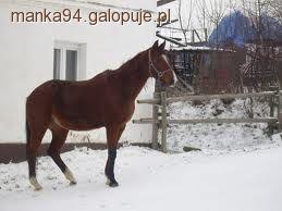 Koń małopolski