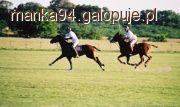 Gra polo