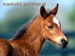 Źrebię w boksie