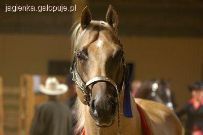 American Quarter Horse