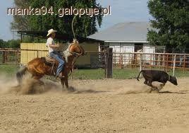 Wiązanie cielaka, czyli Calf roping  - konkurencja western riding