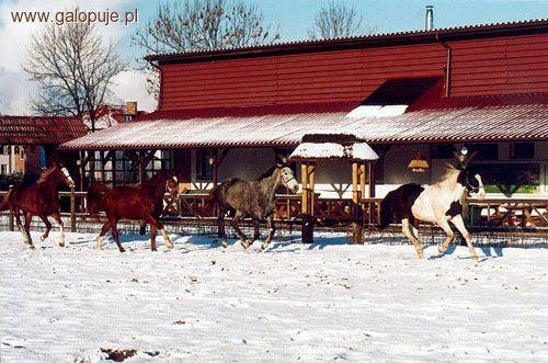 Towarzyskie Halowe Zawody w skokach przez przeszkody - Budzistowo 2011