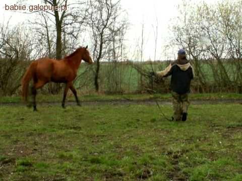 Lonżowanie na wesoło (cz.2)