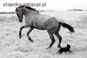 Historia pewnego konia-Dzikus