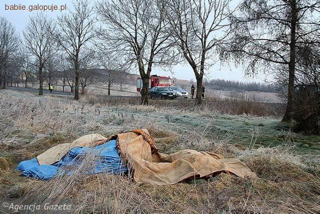Cztery konie sginęły potrącone przez busa !