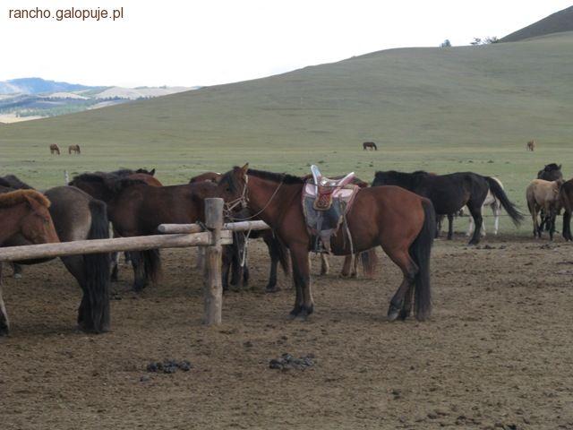 Mongolskie koniki – siła i wytrzymałość
