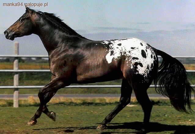 Konie appaloosa
