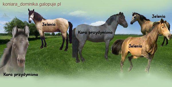 Inne maści rozjaśnione