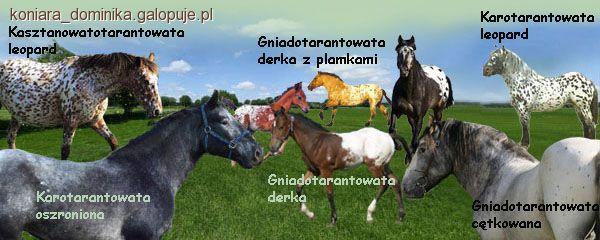 Maść tarantowata