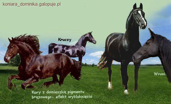 Maść kara 