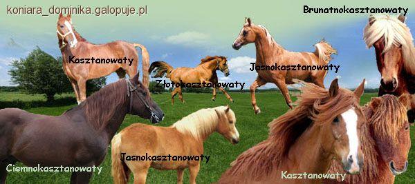 Maść kasztanowata