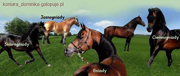 Maść gniada