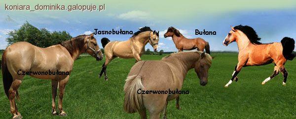 Maść bułana