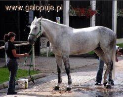 Halowe Otwarte Mistrzostwa Śląska Zbrosławice 2010