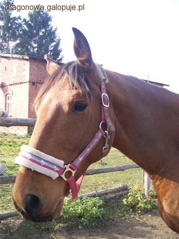 Kastracja ogiera