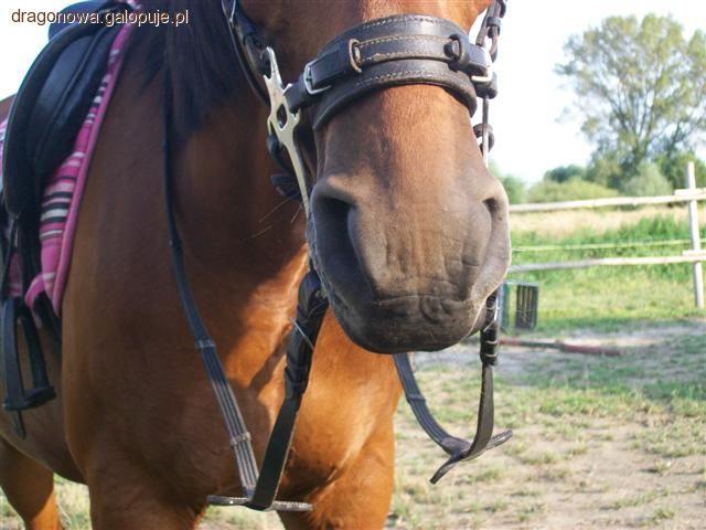 Hackamore kiełzno 